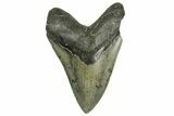 Fossil Megalodon Tooth - North Carolina #371305-1
